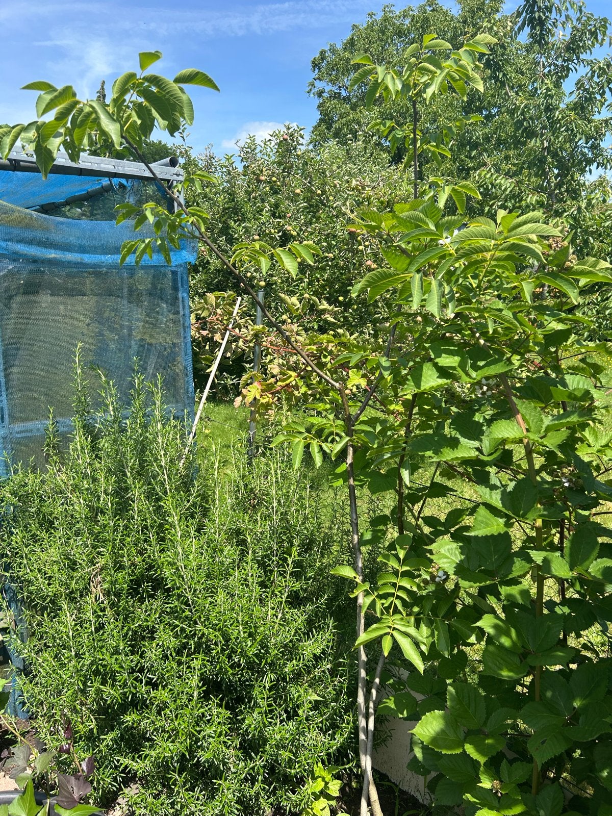 2 Walnotenbomen van 2/3 jaar oud - Samen voor €20, Overige soorten, Lente, 100 tot 250 cm, Ophalen