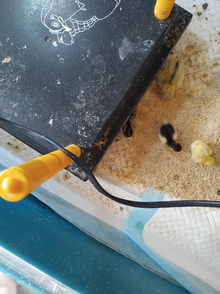 Chinese dwerg kwartelkuikens,  21 mei uit ei, Geslacht onbekend