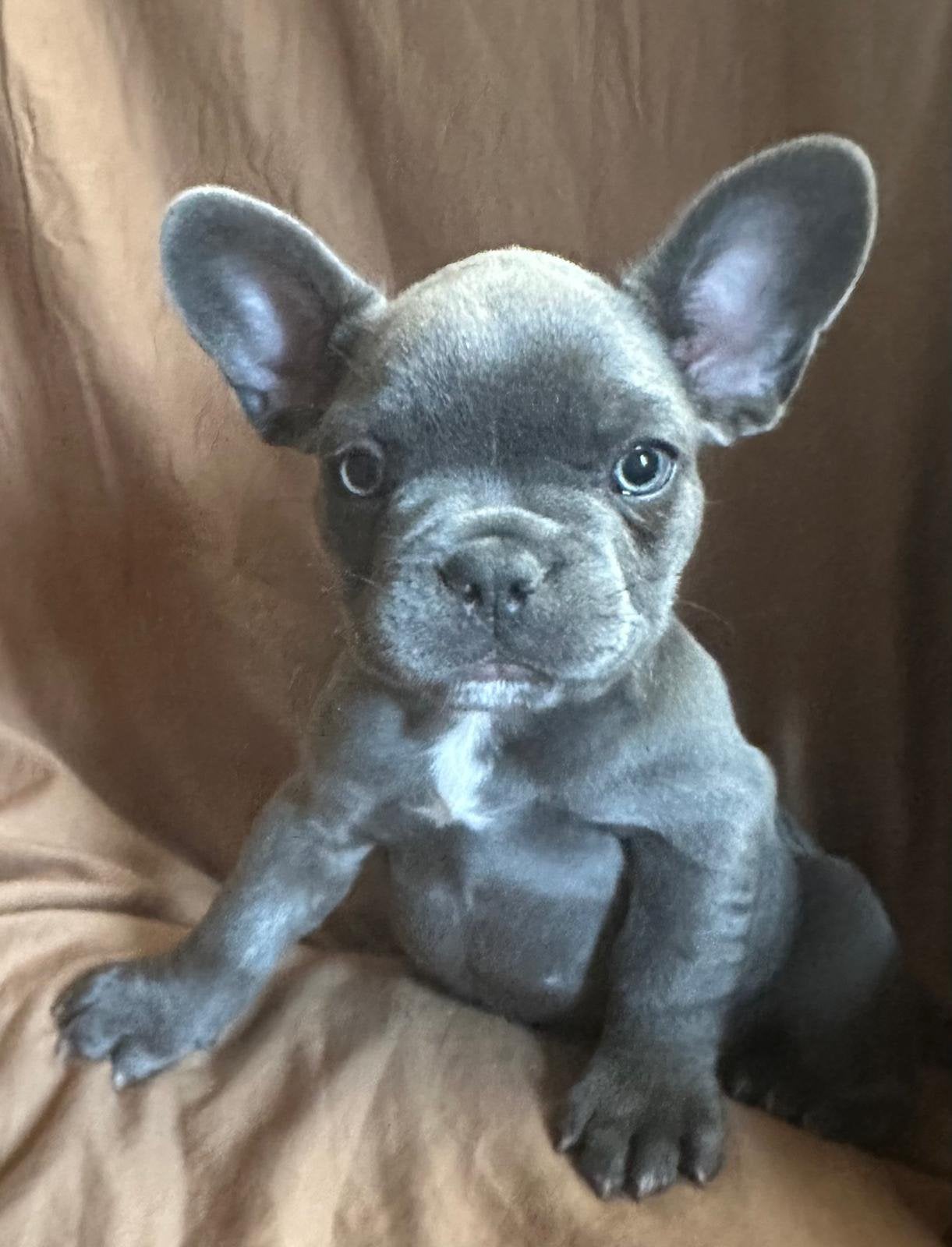 Prachtige Franse Bulldog pups met langharig DNA, Dieren en Toebehoren, Reu, 8 tot 15 weken, Parvo, Bulldog