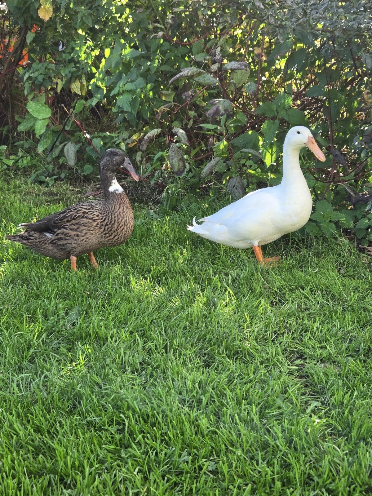 diverse eenden te koop, Dieren en Toebehoren, Mannelijk, Eend