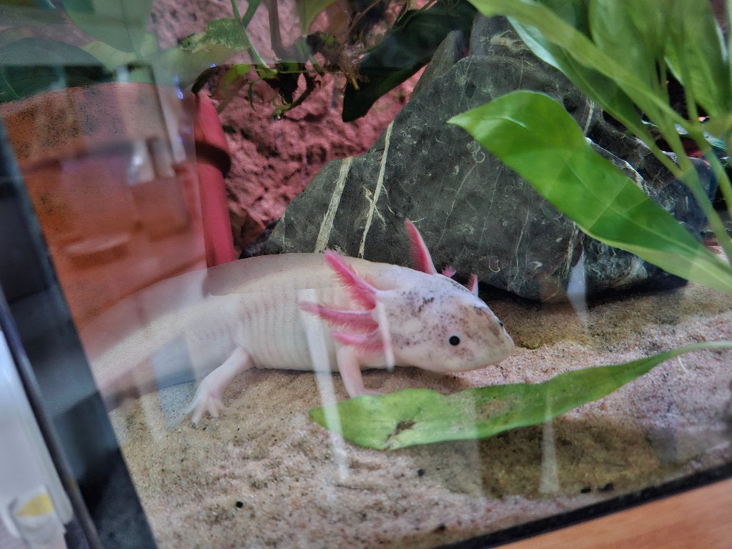 4 prachtige axolotl s compleet met al hun spullen, Dieren en Toebehoren, Vissen | Aquaria en Toebehoren, Ophalen, Gebruikt, Inclusief toebehoren