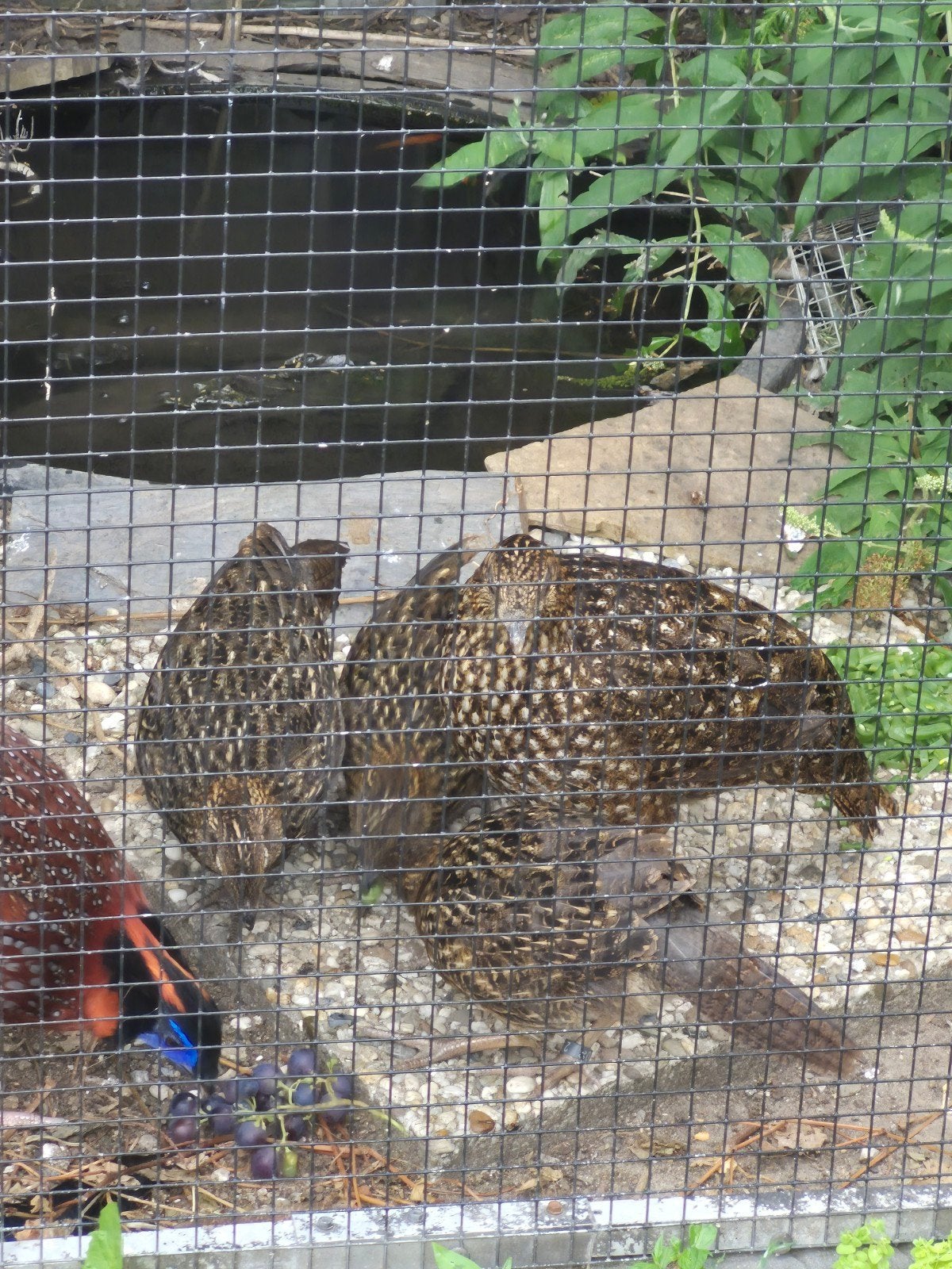 Temmick Tragopaan, Dieren en Toebehoren, Mannelijk, Overige soorten