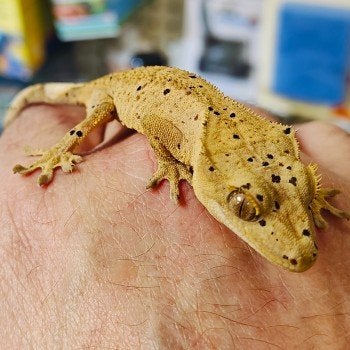 Correlophus ciliatus Crested Gecko photo 6