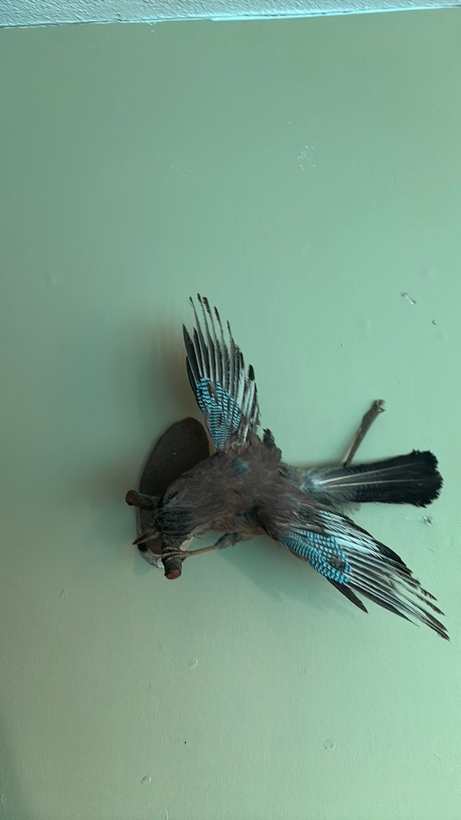 Opgezette gaai, Dieren en Toebehoren, Vis