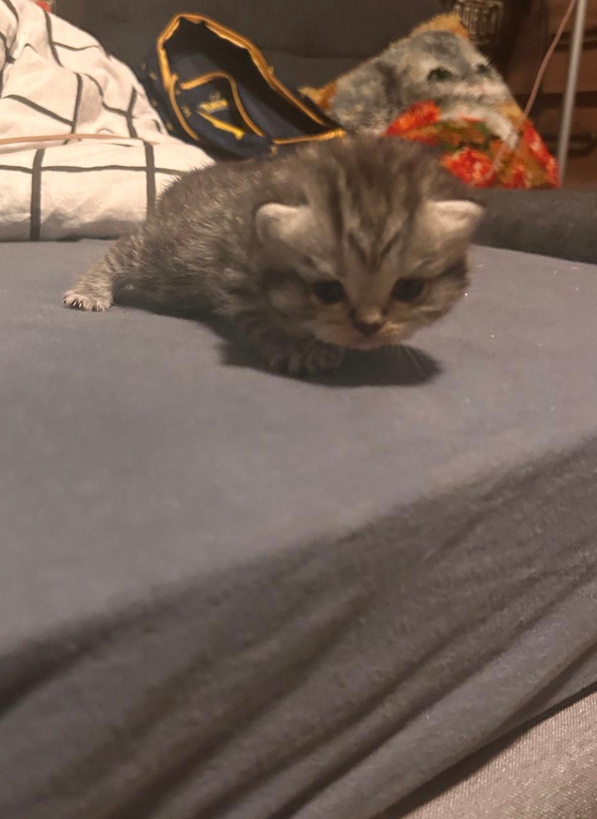 Prachtige rasechte Britse Korthaar kittens met stamboom, Geslacht onbekend, Met stamboom