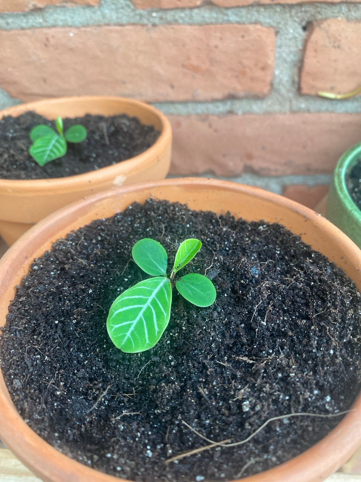 Madagascar Jewel stekje(s) inclusief terracotta potje(s), Vaste plant, Bloeit niet, Halfschaduw, Ophalen