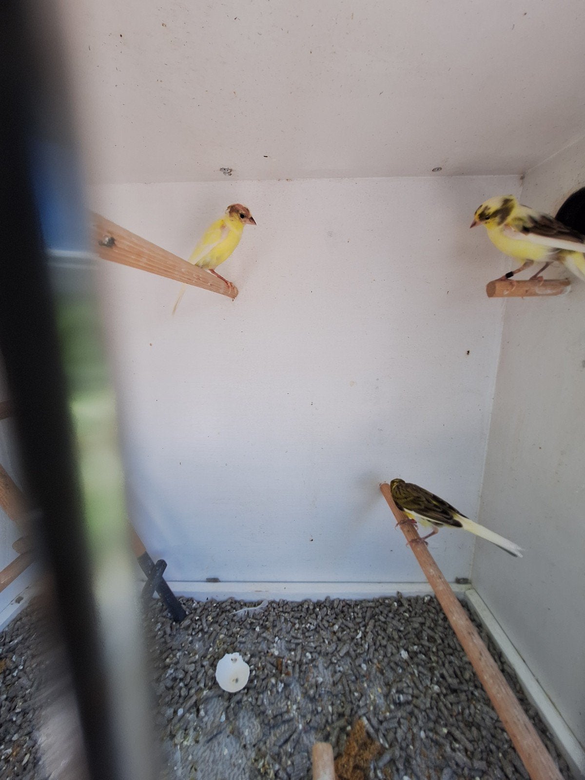 Koppel Raza + extra pop, Dieren en Toebehoren, Meerdere dieren, Kleurkanarie
