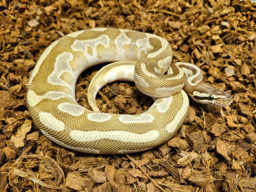 Mojave Pastel Fire 1.0 / man, Dieren en Toebehoren, Reptielen en Amfibieën, Slang, 3 tot 6 jaar