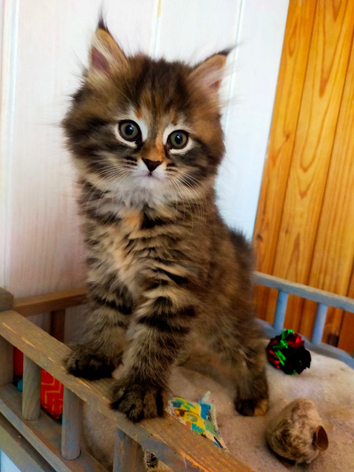 Syberische boskat kittens, Poes, Gechipt, 0 tot 2 jaar
