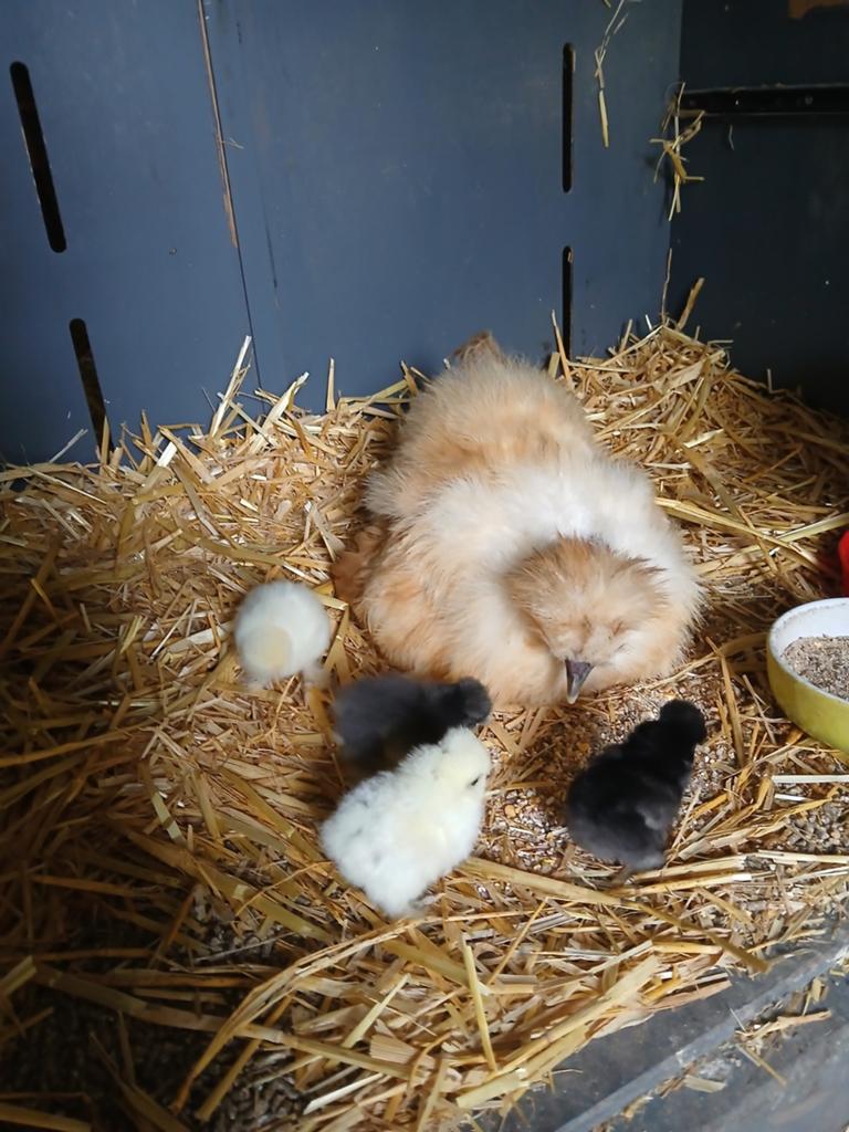 4 zijdehoen kuikens, Dieren en Toebehoren, Pluimvee, Geslacht onbekend, Kip