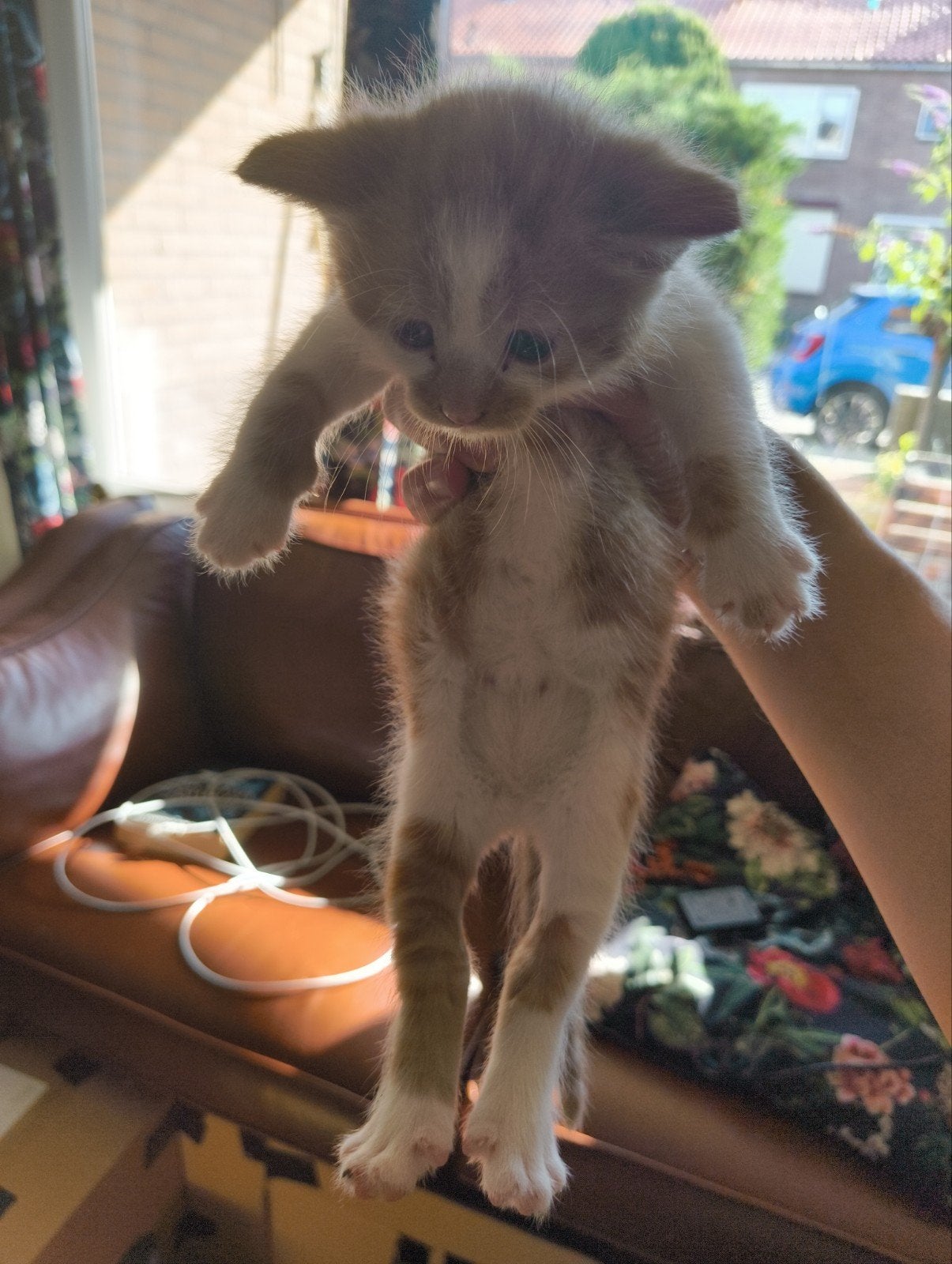 Kibbiess (nieuw uit doos), Meerdere dieren