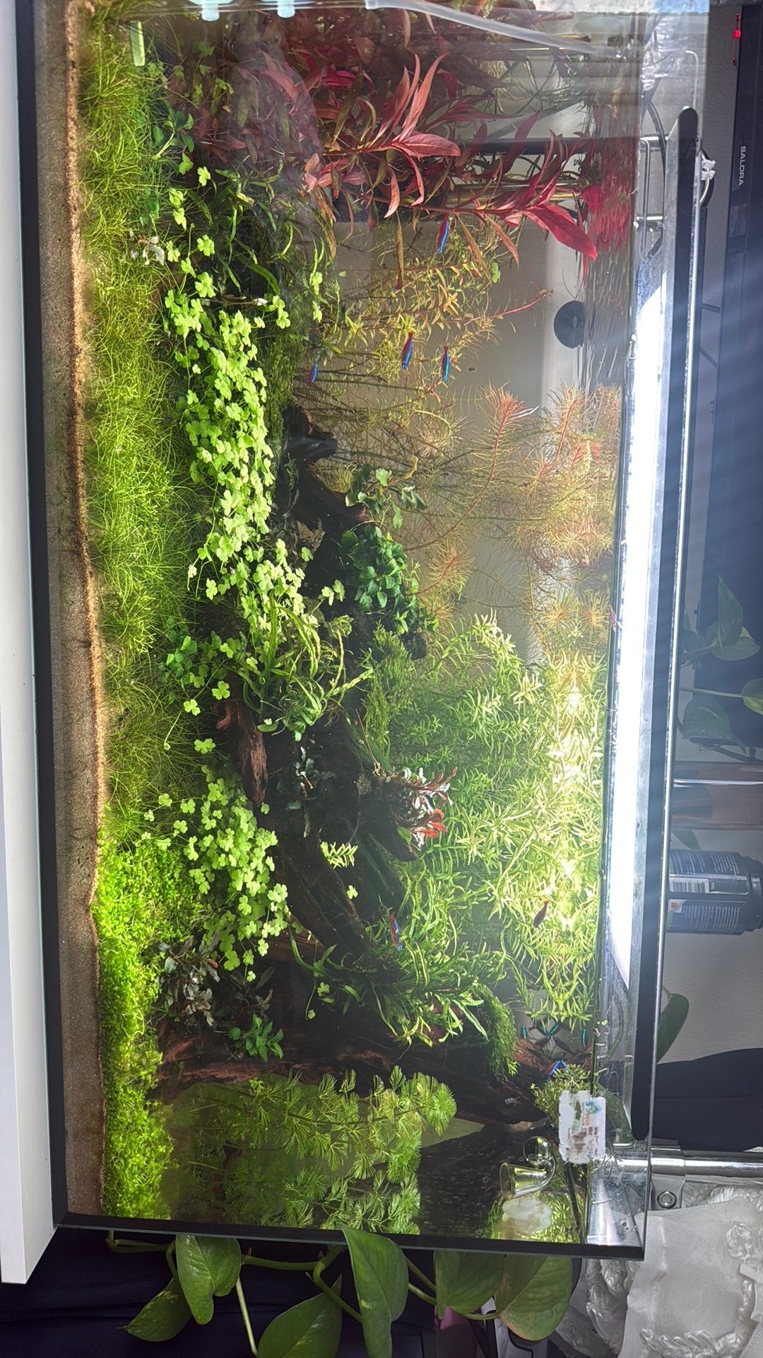 Aquarium plant, Dieren en Toebehoren, Ophalen, Zo goed als nieuw, Tak, Plant, Rots of Steen