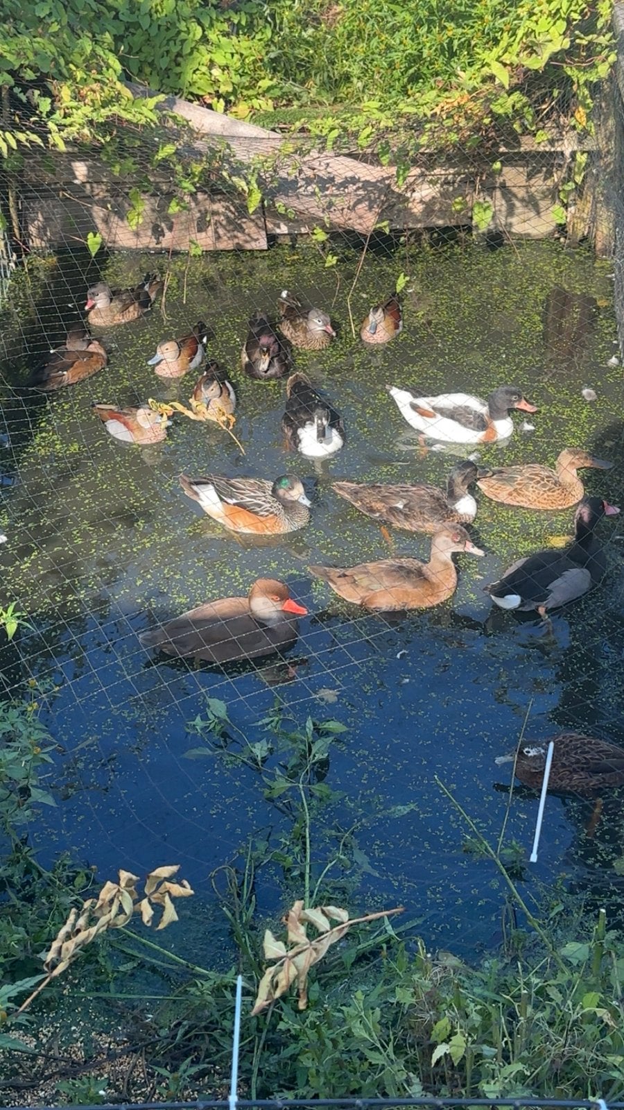 Siereenden watervogels, Meerdere dieren, Kip