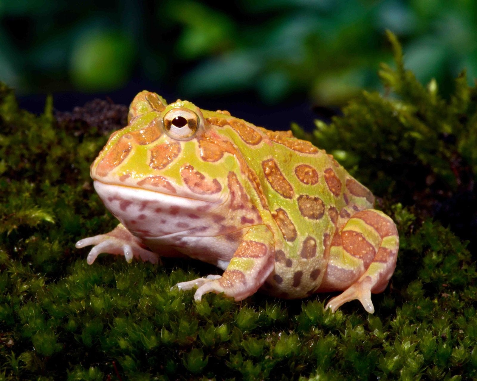 Albino pacman kikker, Amfibie, Met terrarium, 0 tot 2 jaar