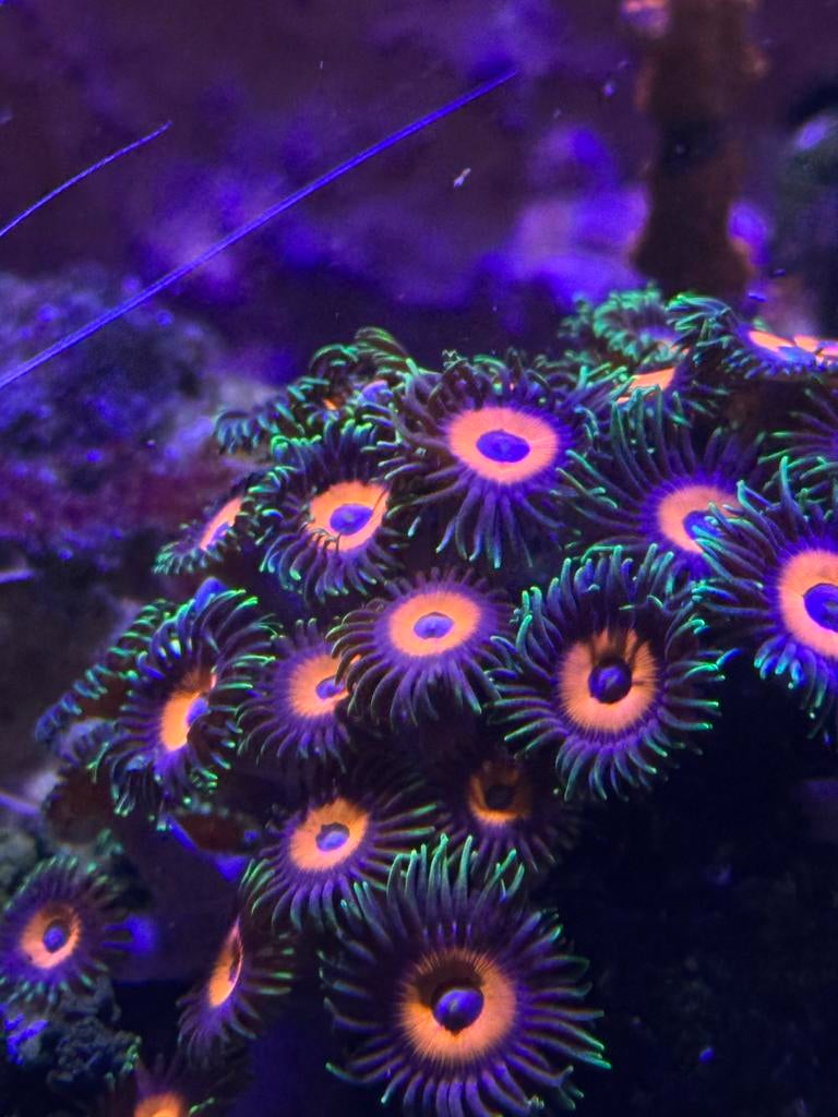 Koraal frags, Dieren en Toebehoren, Vissen | Aquariumvissen, Overige typen