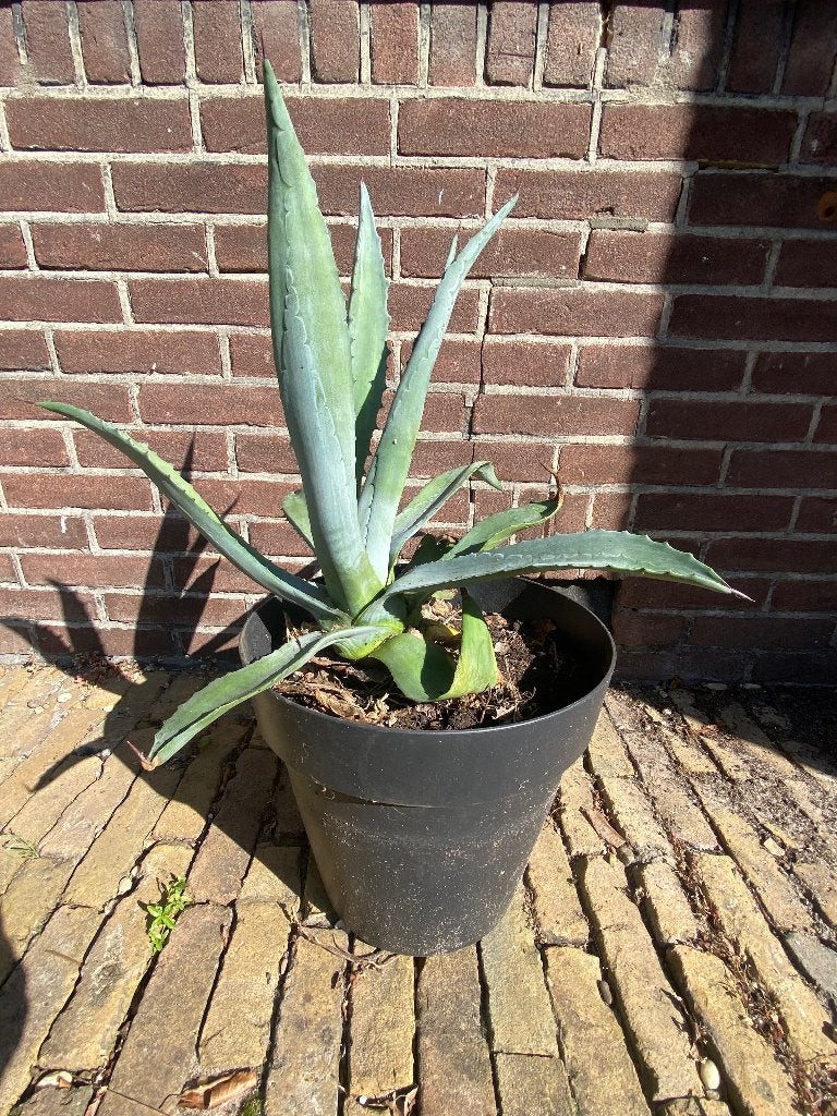 Agave, Volle zon, Vaste plant, Bloeit niet, Ophalen