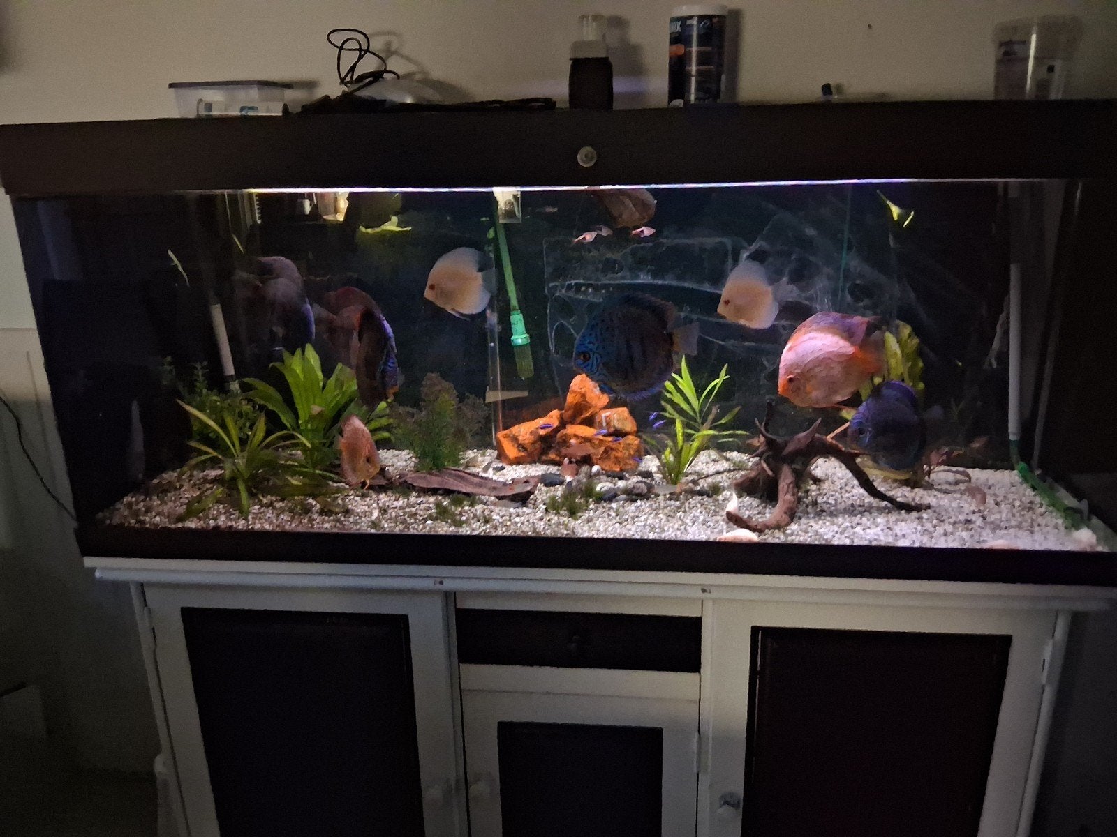 Aquarium discusvissen 11 stuks met bij vissen, Ophalen of Verzenden