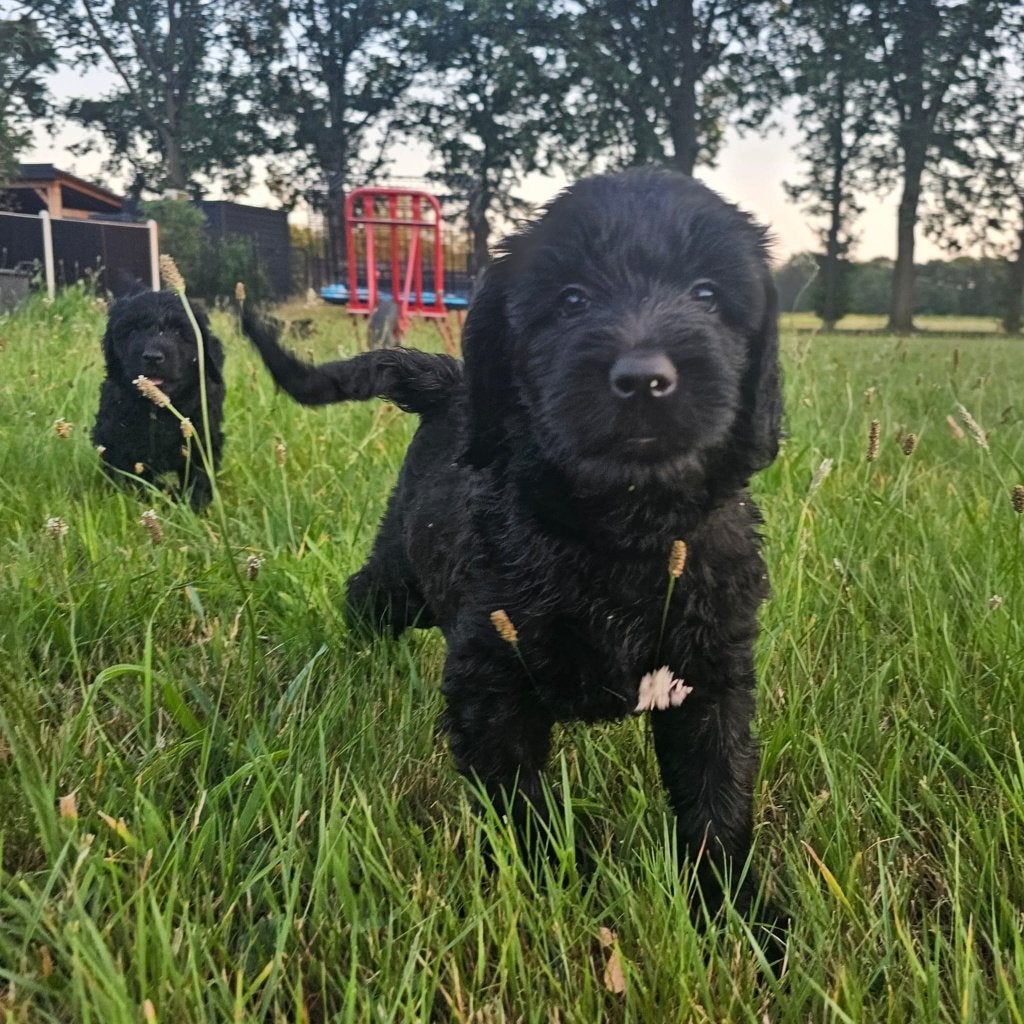Australian Labradoodle pups geboren, Caramel, Beige & Zwart, Parvo, Overige rassen, 8 tot 15 weken, Meerdere