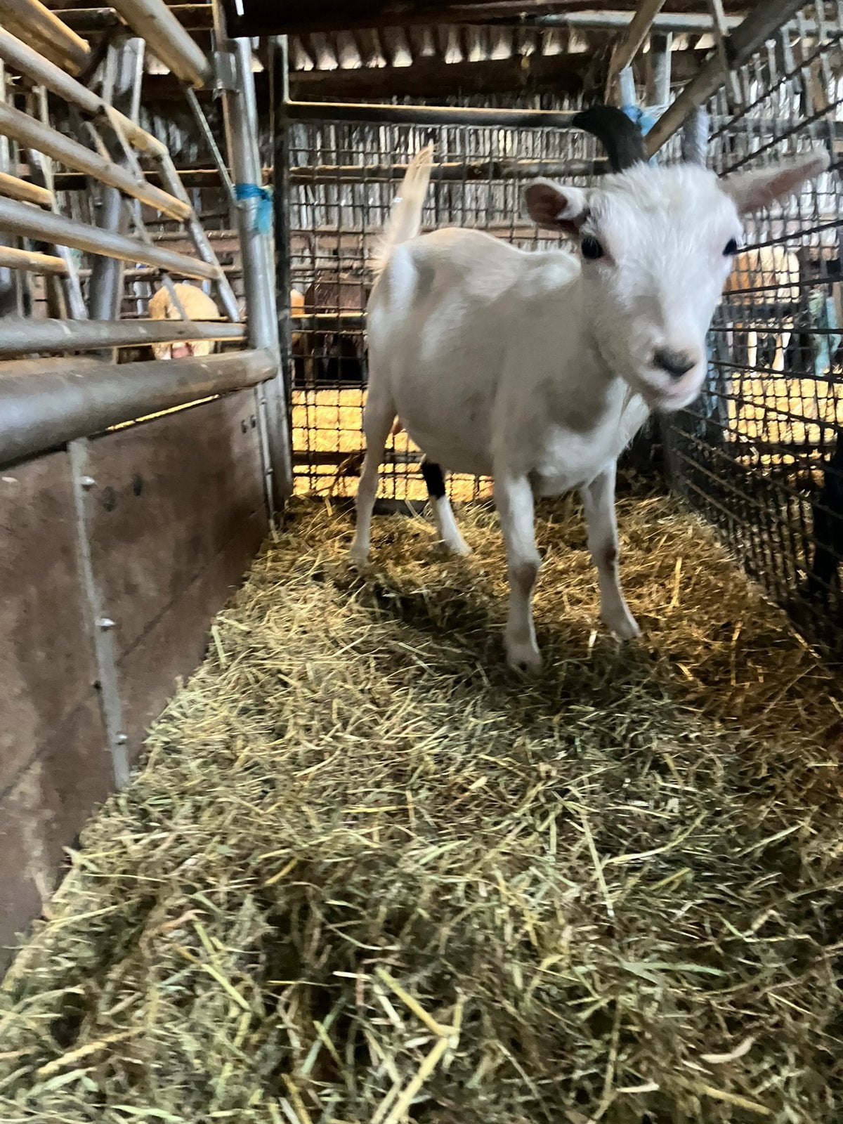 Mooie witte dwerggeit, Dieren en Toebehoren, Vrouwelijk, Geit