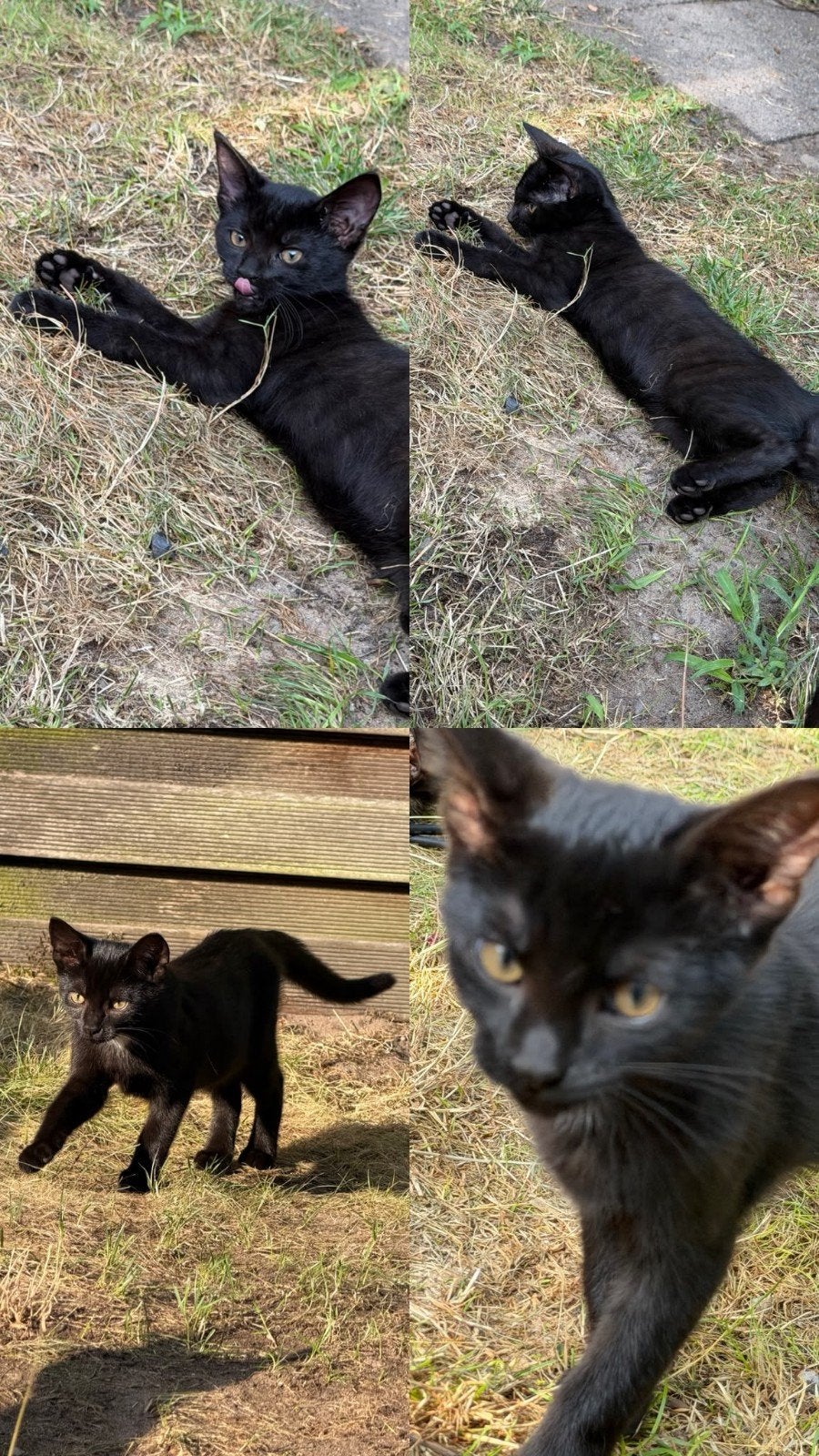 Kittens zoeken familie, Dieren en Toebehoren, Poes