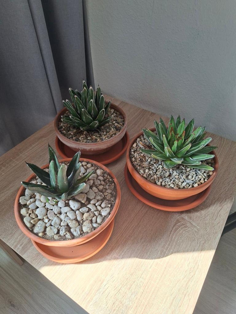 Te koop 3 tuinplanten zie foto's, Tuin en Terras, Ophalen, Vaste plant, Overige soorten, Volle zon