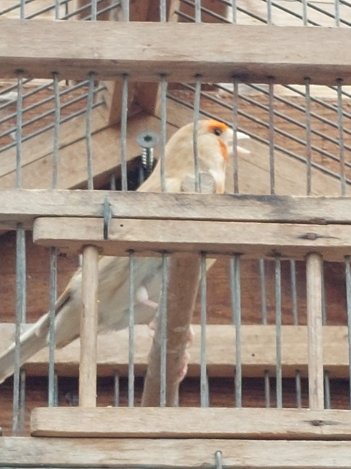 Te koop: 2 grote putter- bastaard poppen, Vrouwelijk, Wildzangvogel