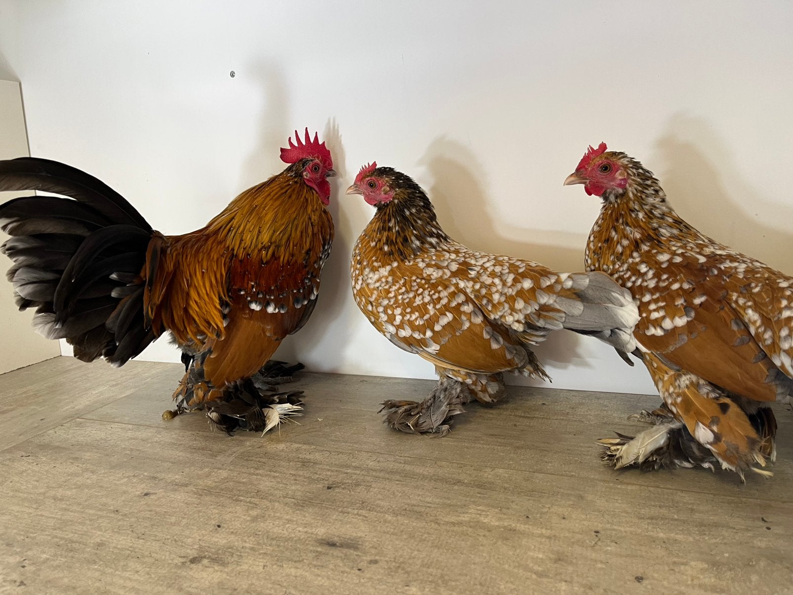 Sabelpoot kriel trio, Dieren en Toebehoren, Pluimvee, Meerdere dieren, Kip