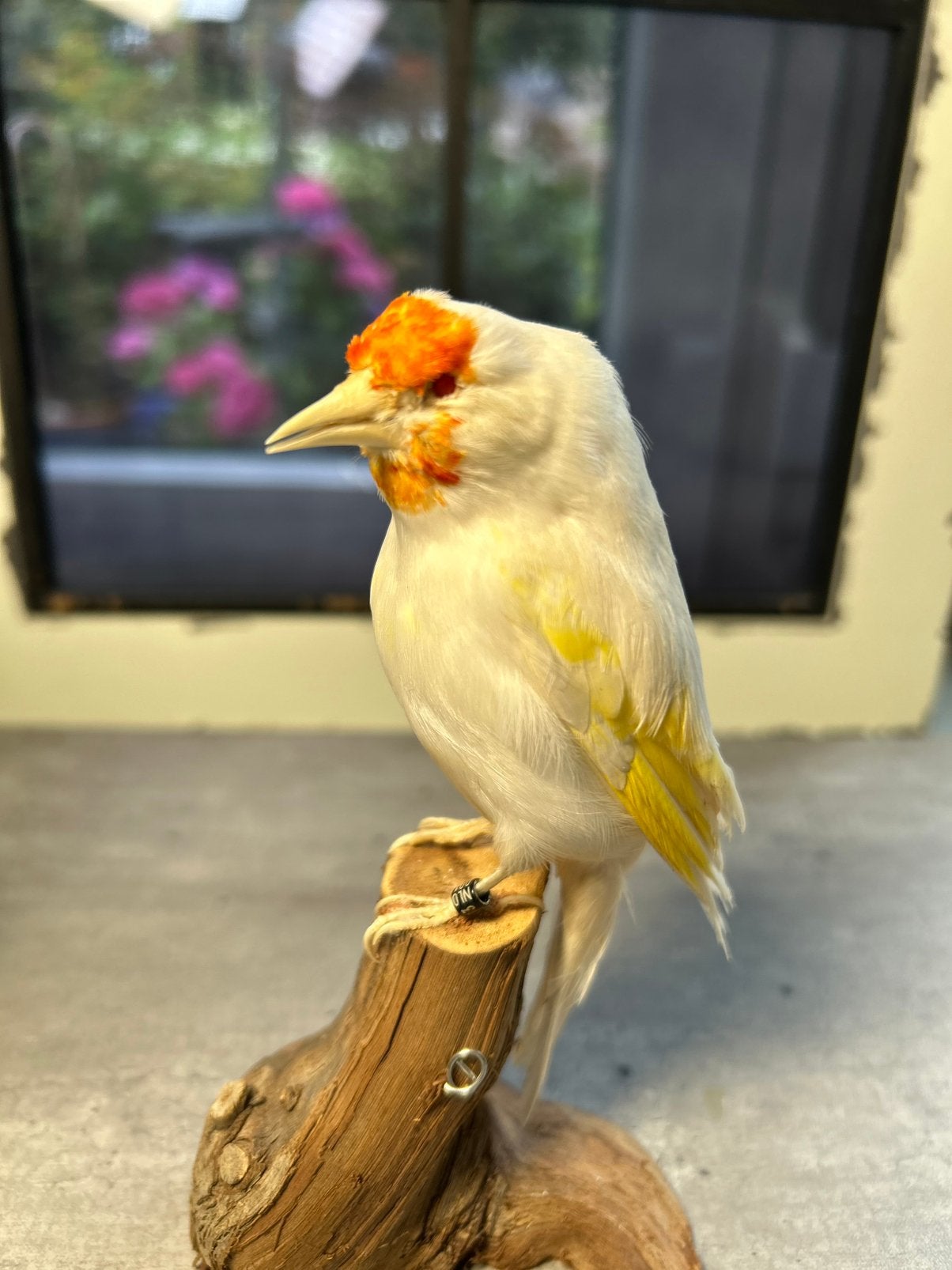 Opgezette Putter geringd in zwarte vitrine, Ophalen of Verzenden, Vogel, Opgezet dier