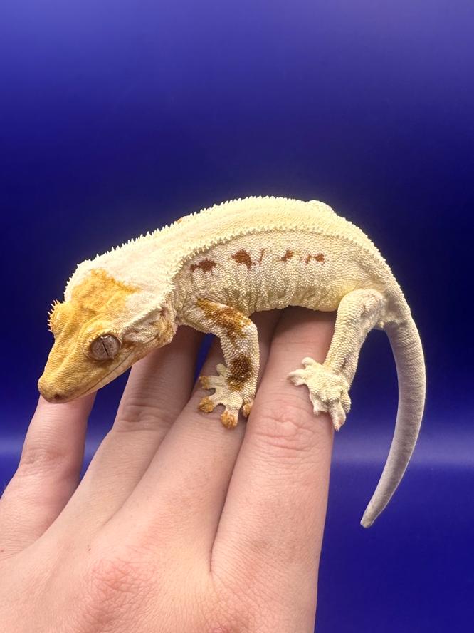 Wimpergekko vrouw high end red lilly white Crested Gecko - female for sale from RX Cresties