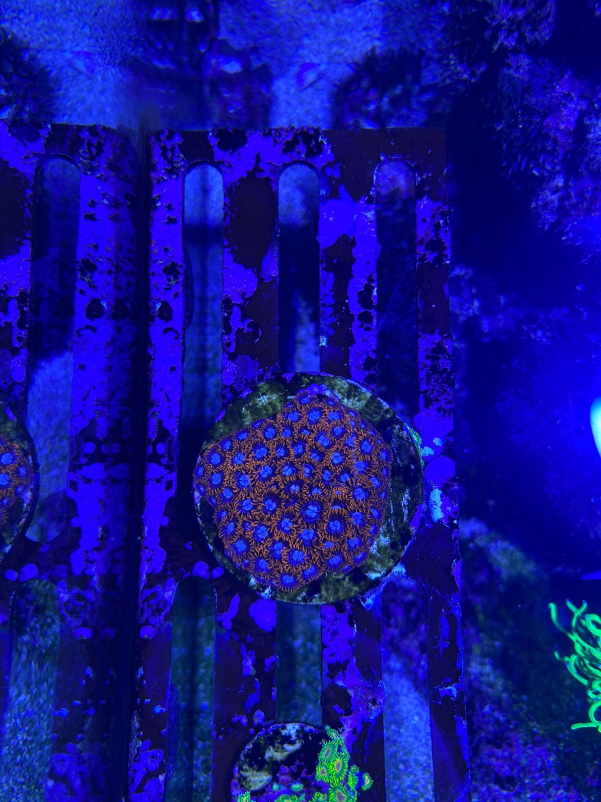 Zoanthus Fire & Ice, Ophalen, Zo goed als nieuw, Gevuld zeewateraquarium