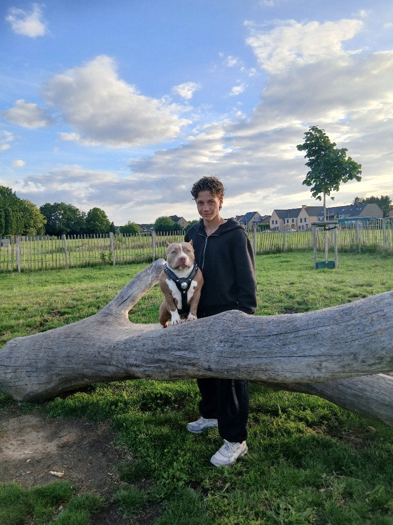 Pocket bully teefje 1.6 jaar, België, Fokker | Hobbymatig, 1 tot 2 jaar, Teef