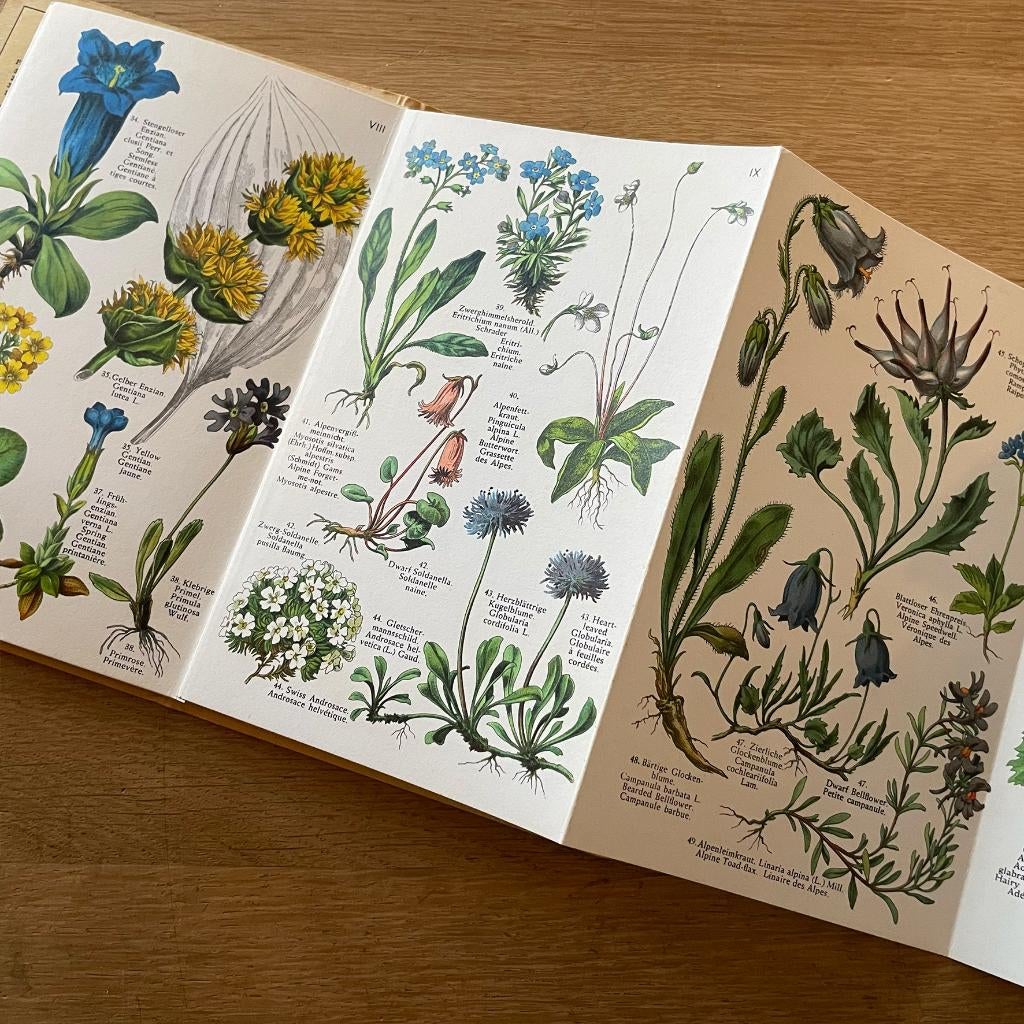 Vintage, retro boek Alpine Flowers, alpenbloemen illustratie, Boeken, Natuur, Gelezen, Bloemen, Planten en Bomen, Ophalen of Verzenden