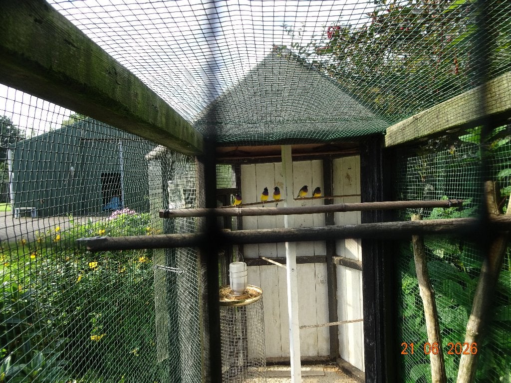gauldamadine, Dieren en Toebehoren, Vogels | Overige Vogels, Meerdere dieren, Tropenvogel