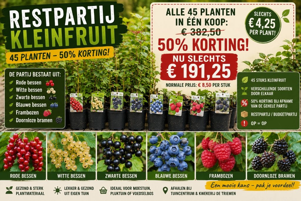 RESTPARTIJ KLEINFRUIT – 45 PLANTEN – 50% KORTING, Tuin en Terras, Planten | Tuinplanten, Ophalen, Vaste plant, Fruitplanten, Volle zon