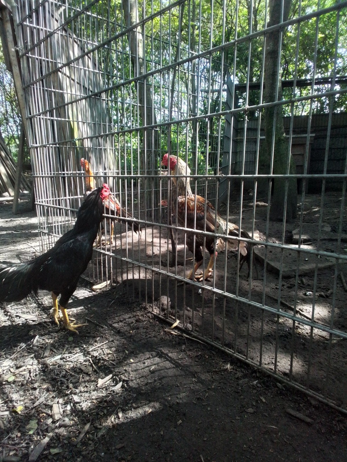 Shamo hen en haan, Dieren en Toebehoren, Meerdere dieren, Kip