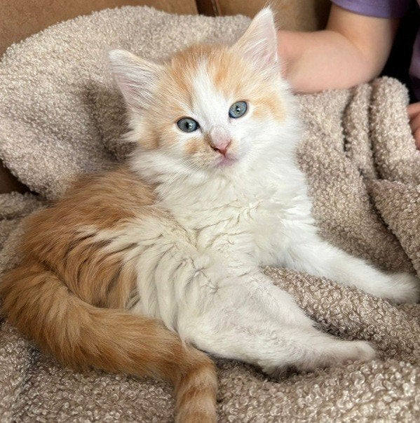 Noorse Boskat kittens op zoek naar goed huisje, Meerdere dieren, Ontwormd, 0 tot 2 jaar