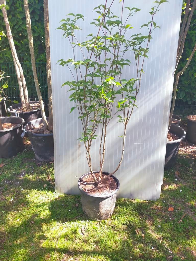 Grootbloemige Cornus, Halfschaduw, Overige soorten, Lente, 100 tot 250 cm