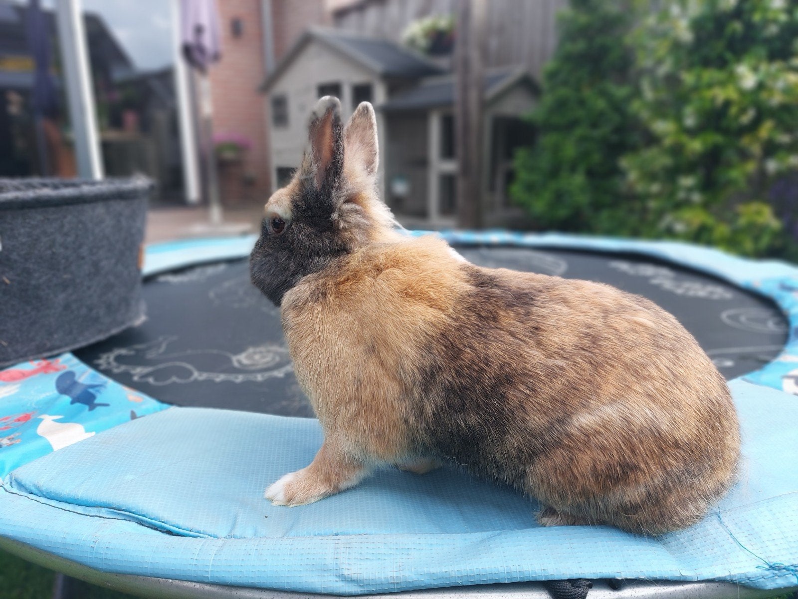 Dwergkonijn, Dieren en Toebehoren, Konijnen, Mannelijk, Dwerg