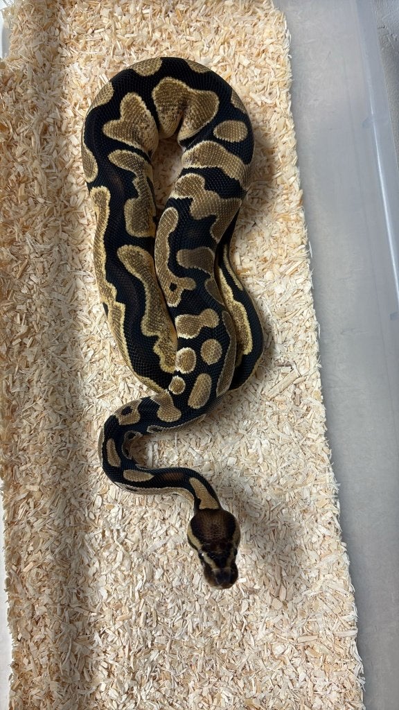 Ballpython - Orange dream Calico - 0.1 - 2025 Ball Python - female for sale from Aquadeco