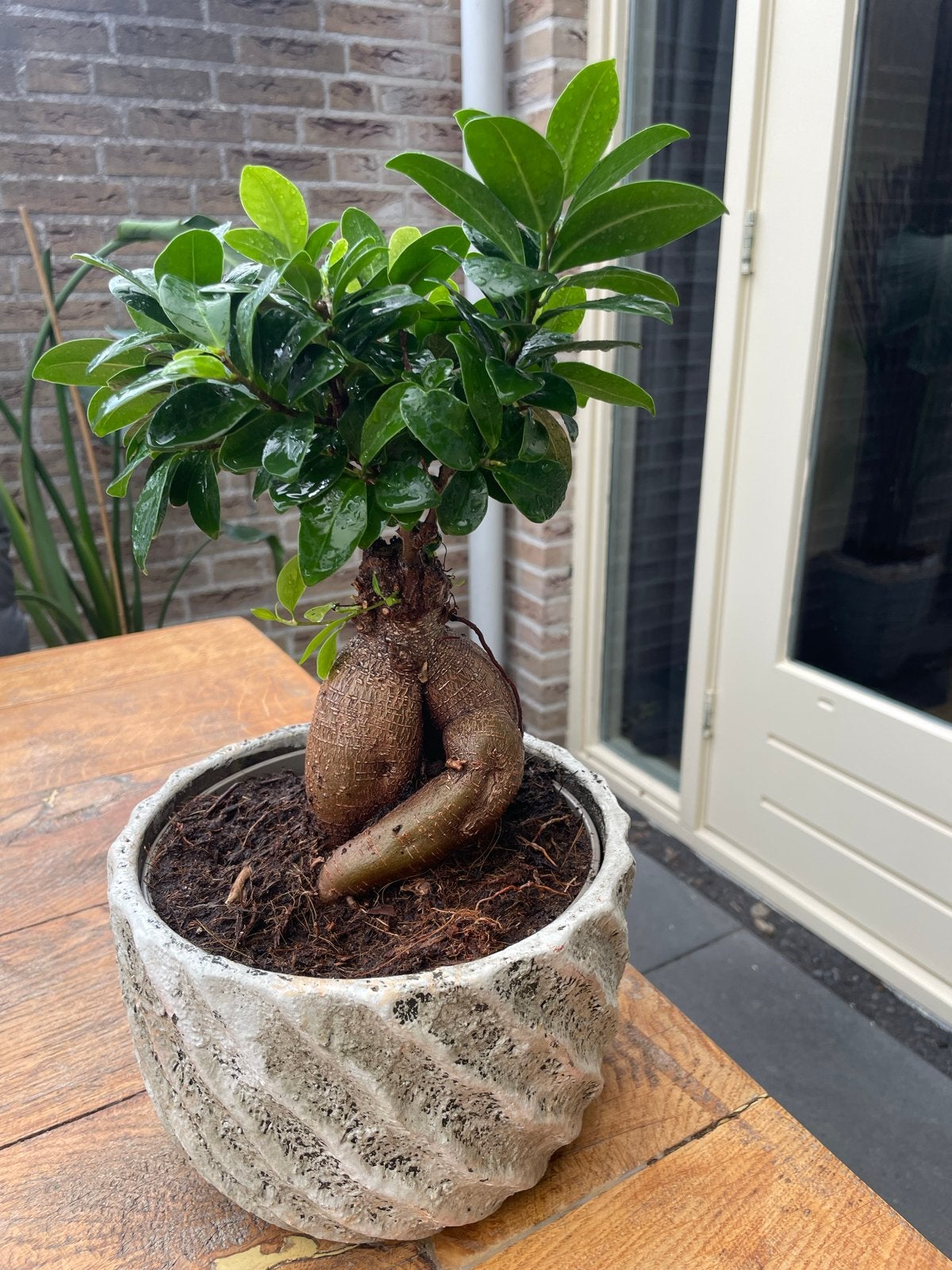 Ficus Ginseng Bonsai in pot, Huis en Inrichting, Kamerplanten, Ficus, Minder dan 100 cm, Groene kamerplant, Halfschaduw, In pot