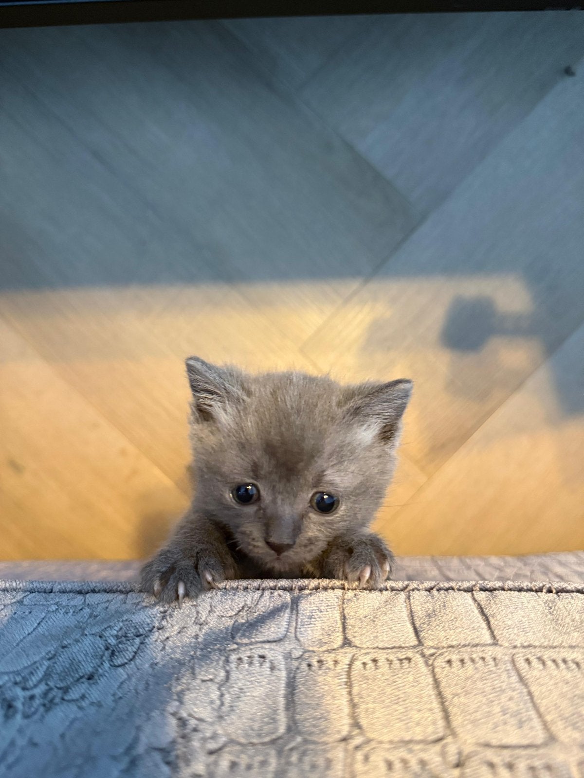 Super lieve ragdol kitten poesje, Meerdere dieren, Gechipt