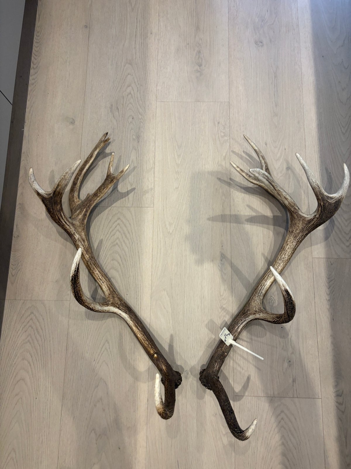 Groot edelhertengewei – decoratie / interieur, Ophalen, Nieuw, Overige typen