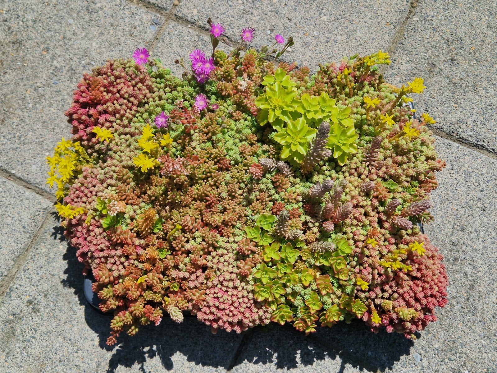 Sedum, Tuin en Terras, Ophalen of Verzenden, Vaste plant, Bodembedekkers, Volle zon