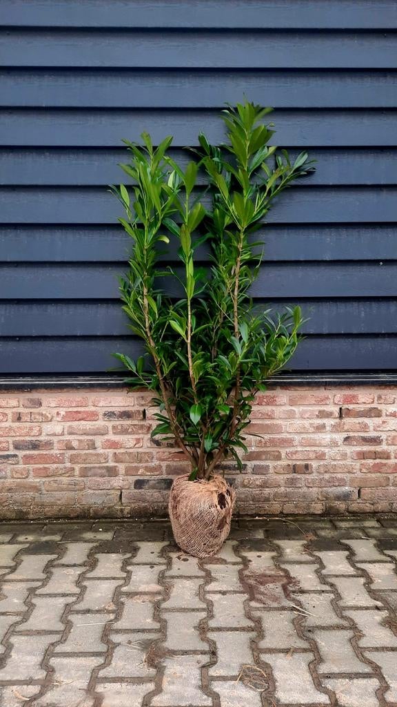 Prunus Caucasica  Laurierhaag🌿  wintergroen, Ophalen, Laurier, 100 tot 250 cm