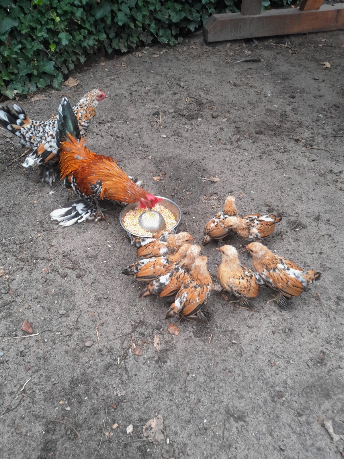 sabelpootkriel porselein kuikens, Dieren en Toebehoren, Vrouwelijk, Kip