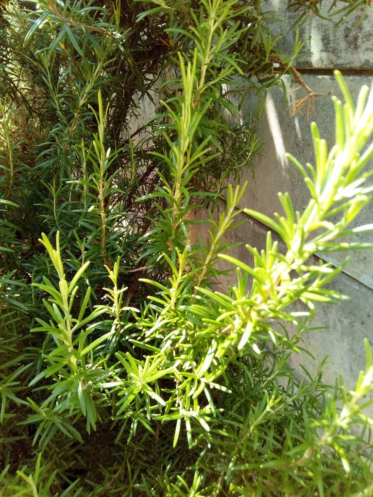 Rozemarijn en laurier (laurus nobilis) takken kruiden, Tuin en Terras, Planten | Tuinplanten, Ophalen of Verzenden, Overige soorten