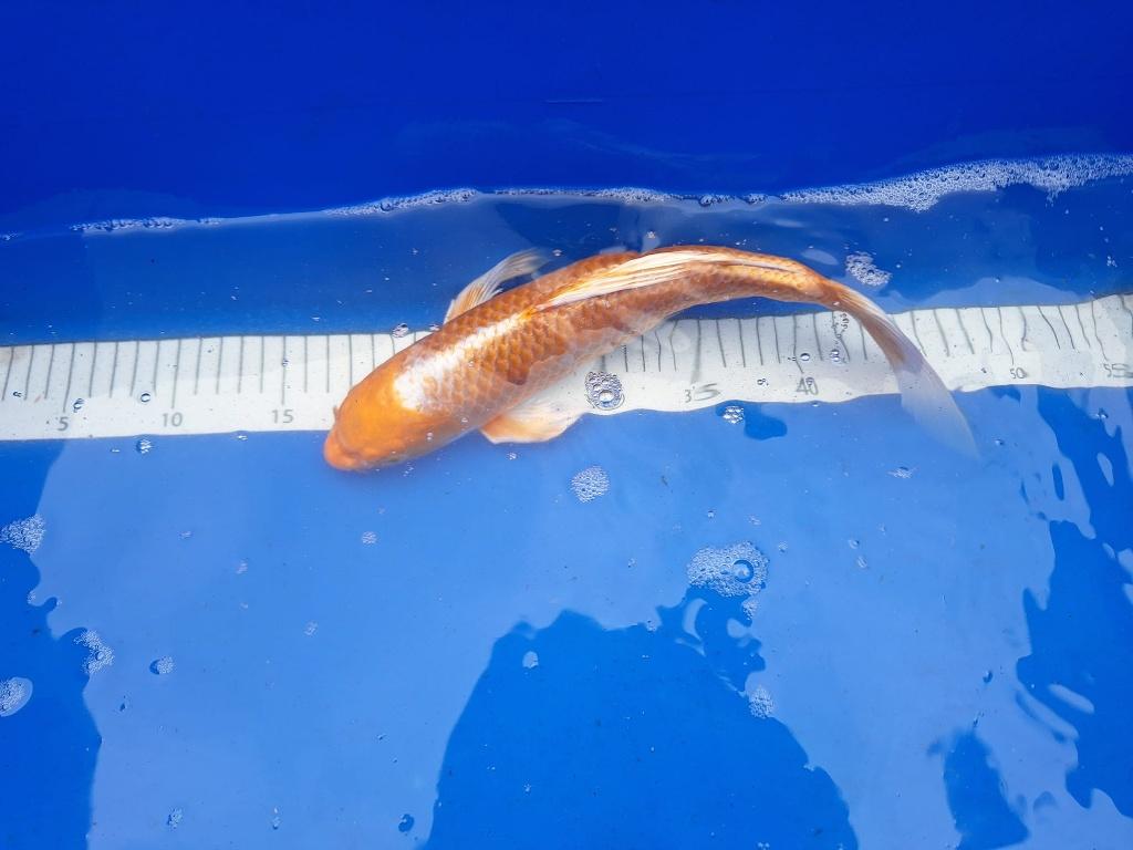 MOOIE KOI WEEKAANBIEDING, 5 VOOR 4, 31 TOT 35 CM € 45 PS, Karper of Koi