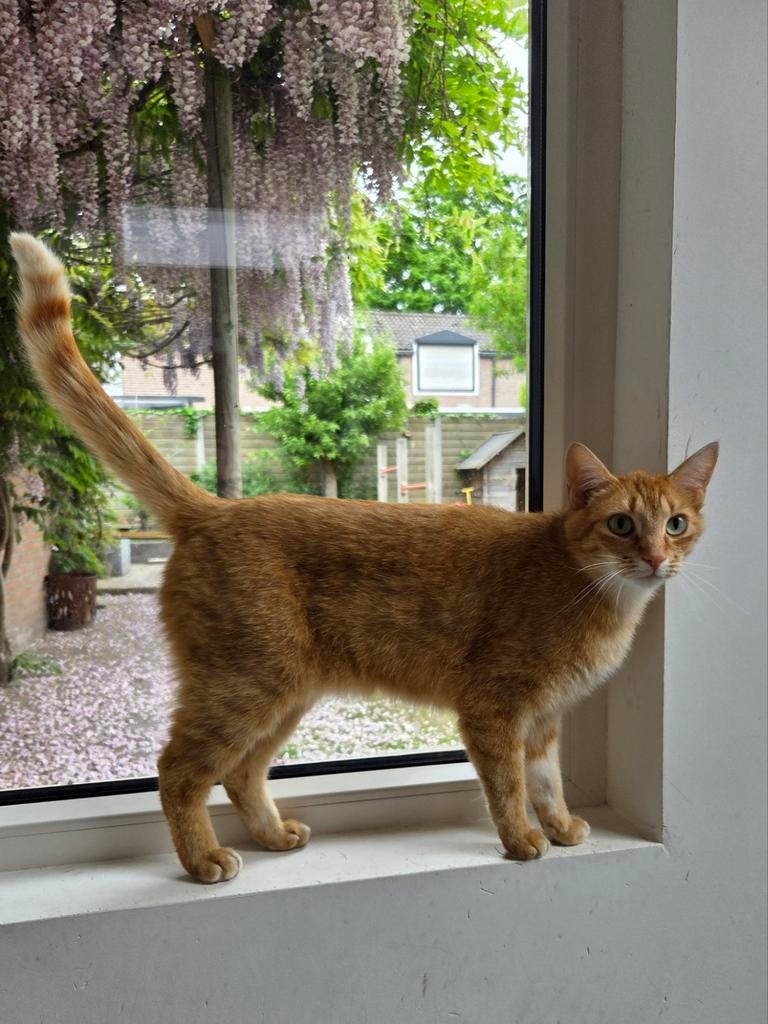 Boerderij gezocht voor aangelopen poes, Dieren en Toebehoren, Katten en Kittens | Overige Katten, Poes, Kortharig, 3 tot 5 jaar