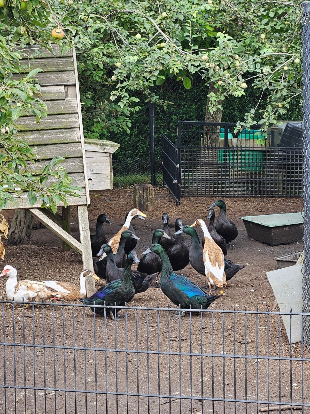 Raszuivere Cayuga eenden koppels, Dieren en Toebehoren, Meerdere dieren, Eend