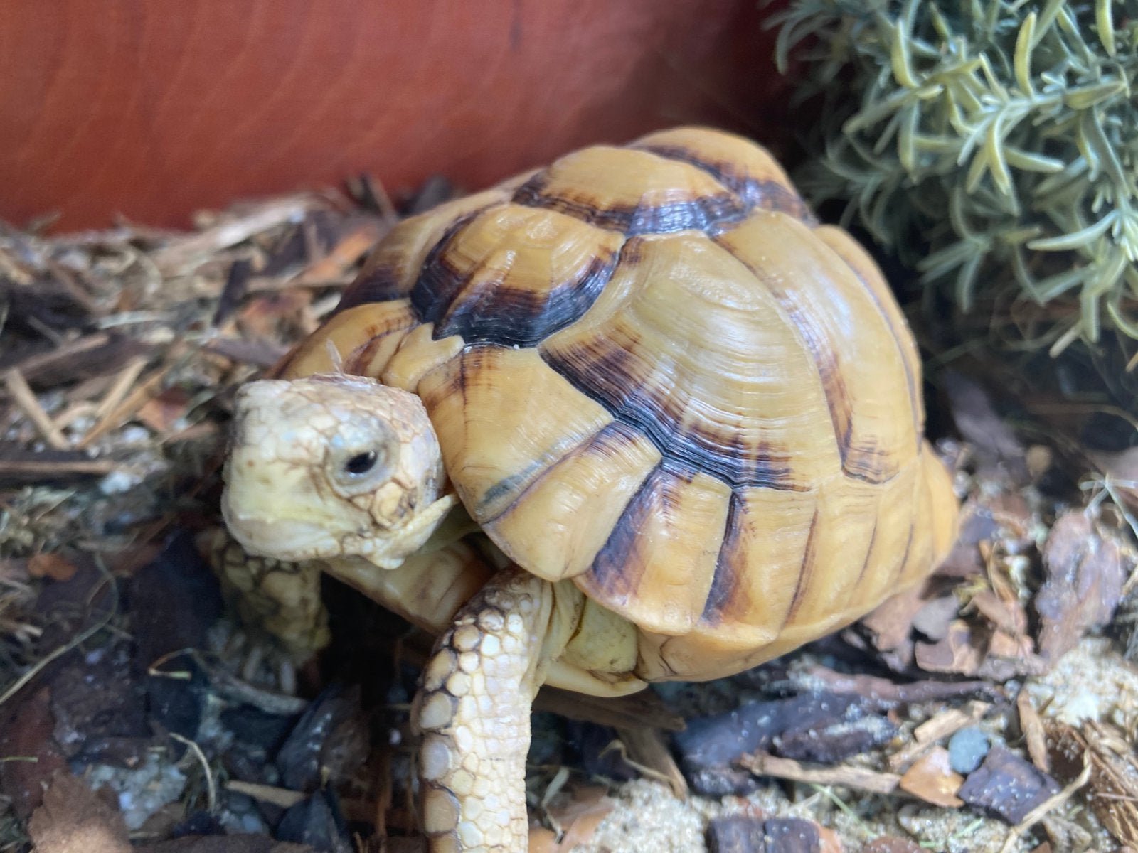 Testudo kleinmanni Egyptische landschildpad Tortoise photo 7